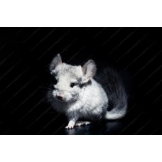 Chinchilla mosaico